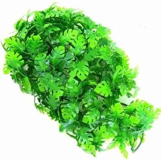 Zoomed Naturalistic flora - Amazonian phyllo - Large - terrariumplant