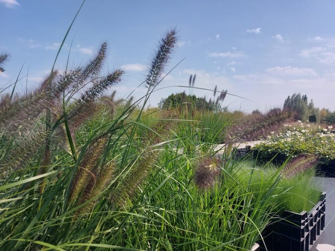 10 x Pennisetum alopecuroides 'red head' - lampenpoetsersgras