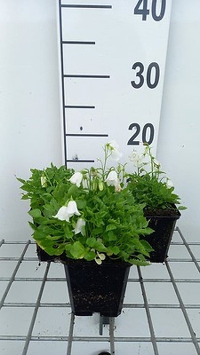 6x Klokje - Campanula cochl. 'White Baby' | 9x9 cm pot