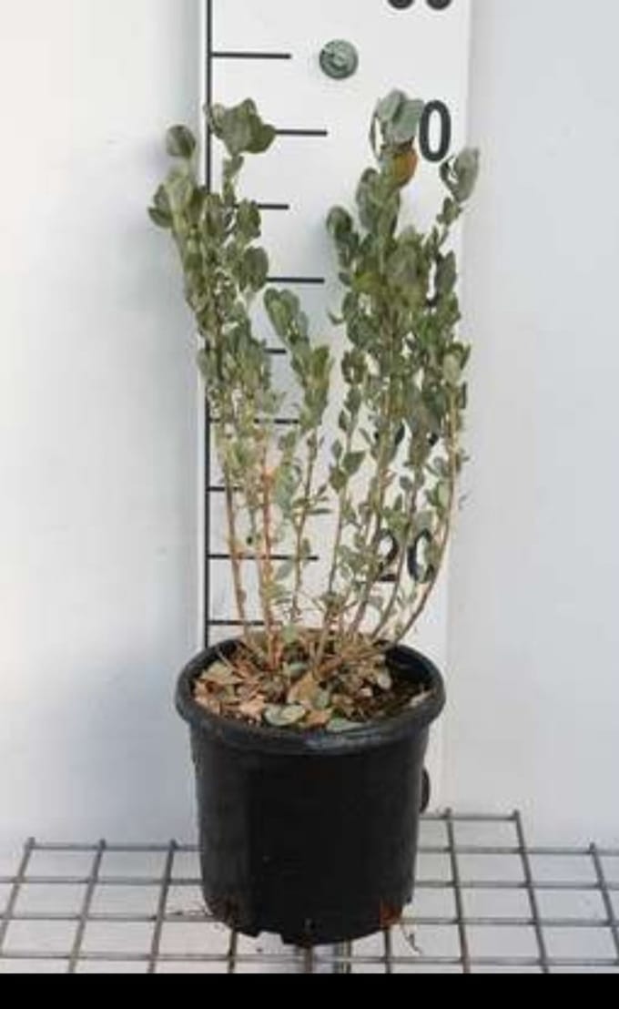 Atriplex halimus - Tuinmelde 60- 80 cm in pot