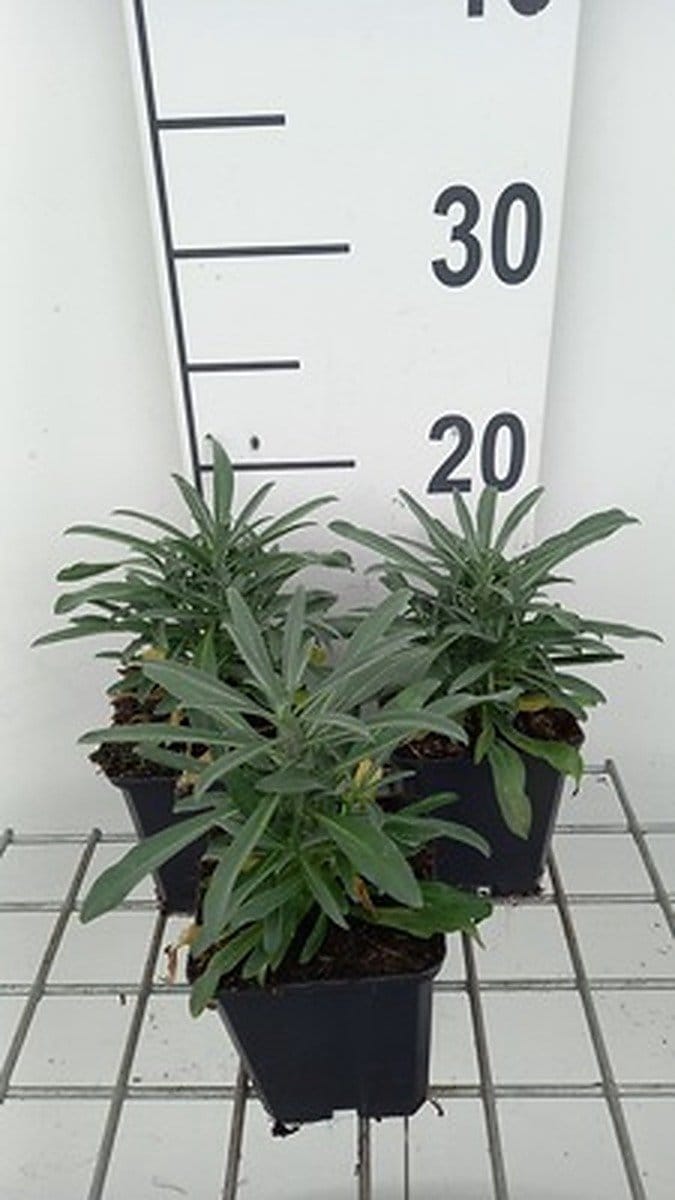 6x Muurbloem - Erysimum hybr. 'Fragrant Sunshine' | 9x9 cm pot