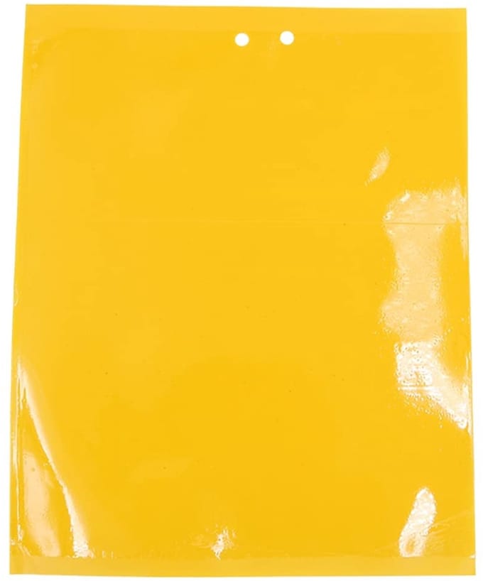 Allecto - Gele Fruitvliegenval - 20Pcs Sticky Vallen - Voor het
