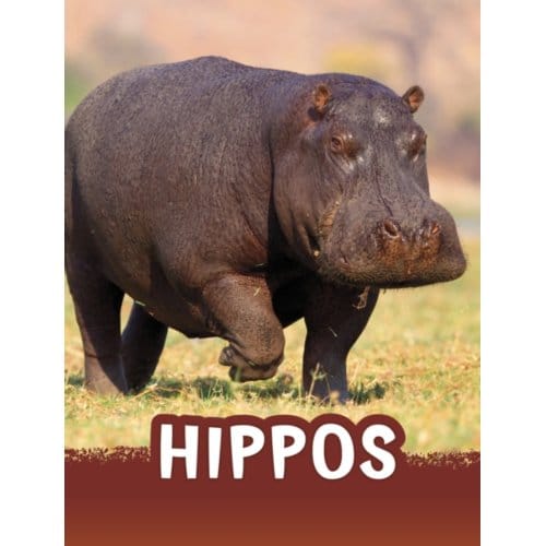 Hippos - Animals - Jaclyn Jaycox