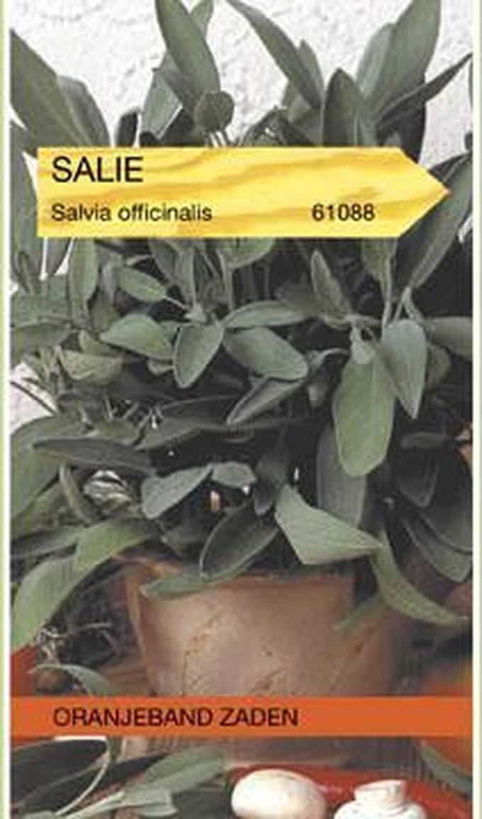 Salie Zaden (Salvia officinalis)