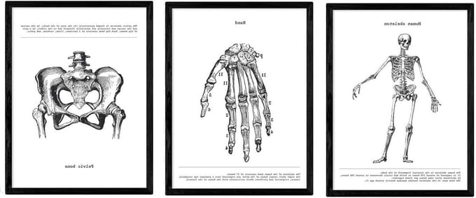 Anatomie Posters Set - Lichaam Grafieken - Studie Hulp - Set van 3 - A4 formaat - Zwart Wit