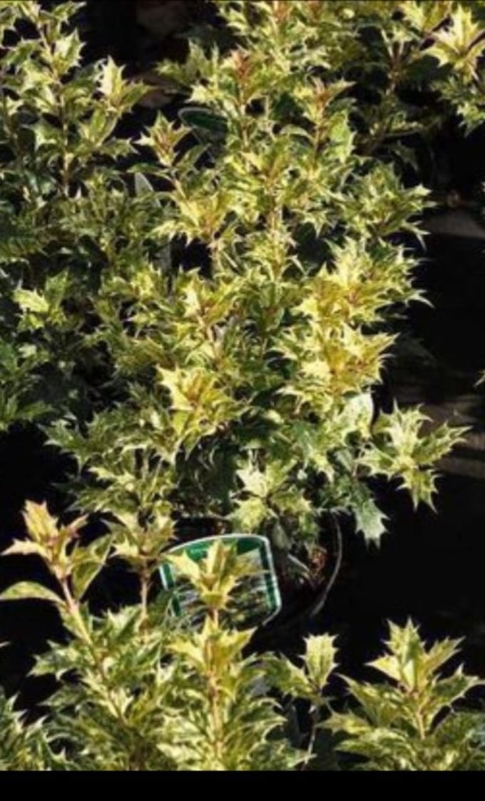 Osmanthus het. 'Goshiki' ('tricolor') - Schijnhulst 20- 25 cm in pot