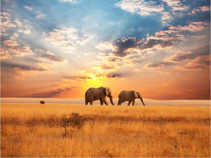 Fotobehang - Afrikaanse savanne olifanten.