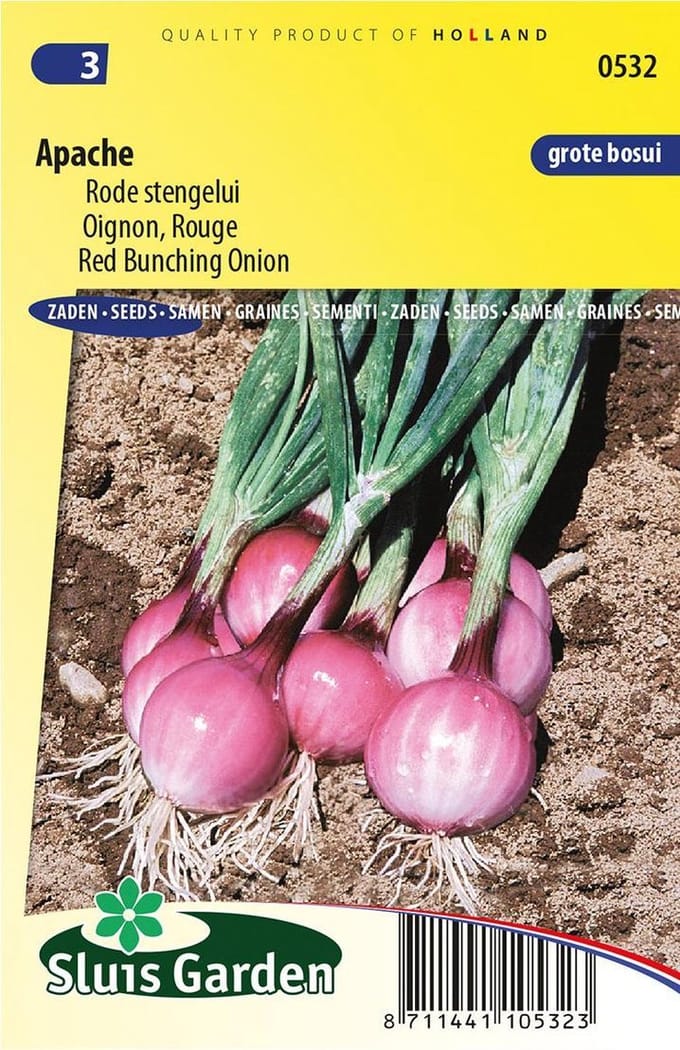 Ui (Allium cepa) - Apache Rode stengel - Moestuin - bloeit in Juni / Juli / Augustus / September