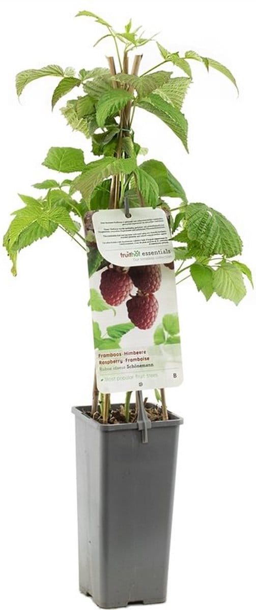 Framboos Schönemann – Zomerframboos – Rubus idaeus – Zoete Rode Frambozen