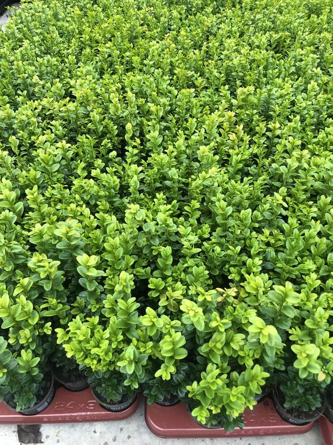4 x Buxus sempervirens 25-30 cm - Palmboompje.