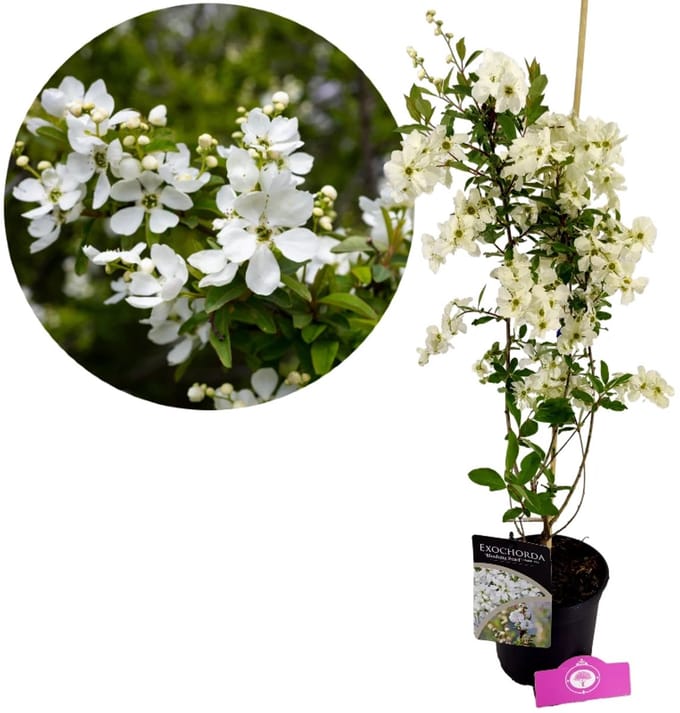 Exochorda racemosa 'Blushing Pearl'®, Parelstruik, Hoogte 80cm, 2 liter pot