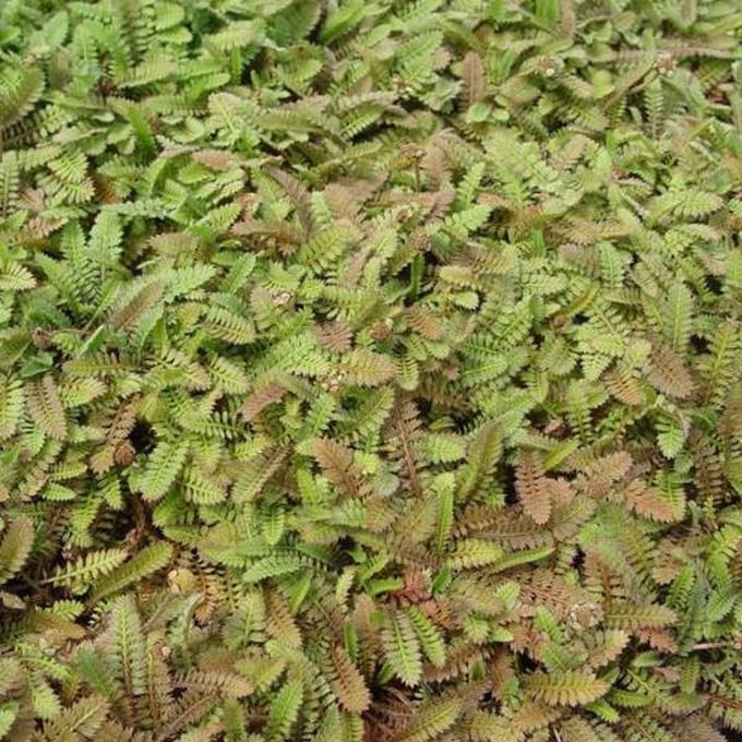 6 x Leptinella Potentillina - Speldenkussenplant pot 9x9cm