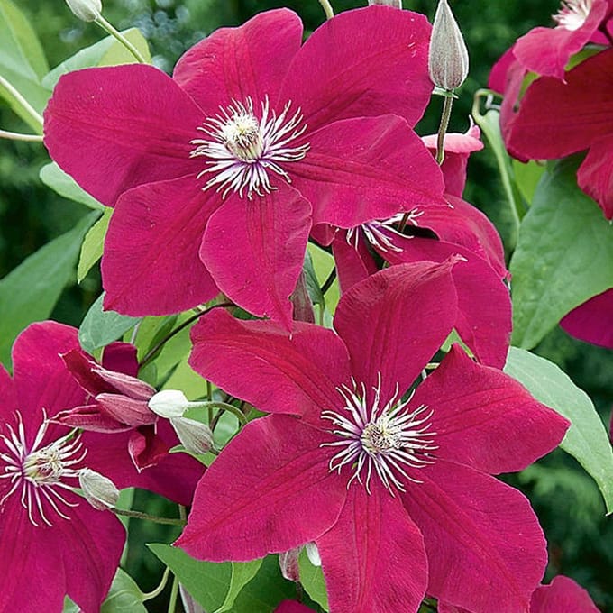 Hello Plants Clematis Rouge Cardinal Bosrank - Klimplant - Ø 15 cm - Hoogte: 65 cm