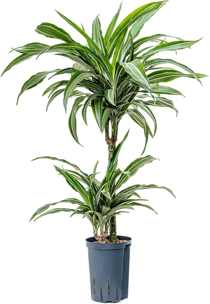 Hydroplant Dracaena Fragrans Ulises