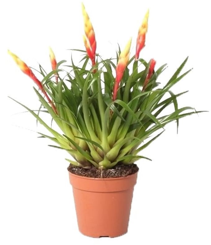 JUNAVERA Vriesea Shannon | In 12 cm pot