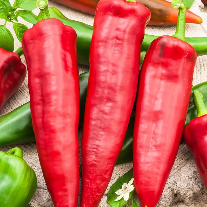 Sluis Garden - Puntpaprika Medrano F1 (Capsicum)