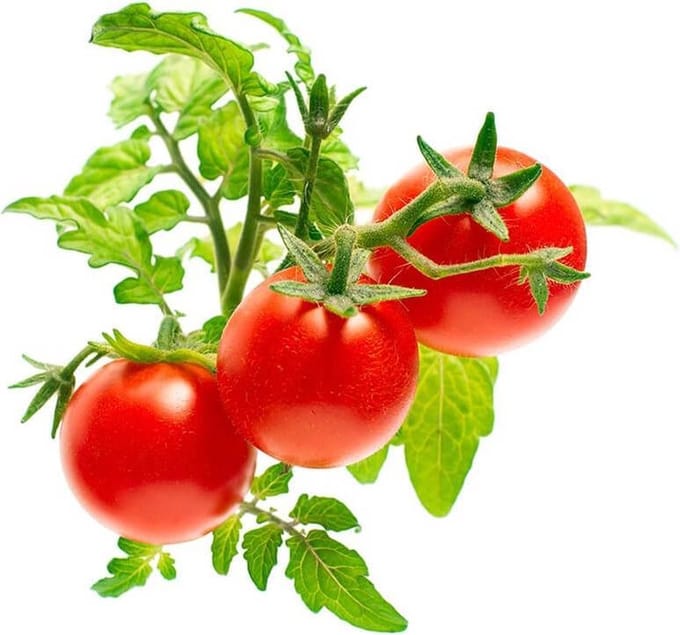 Click & Grow Click and Grow - Smart Garden Refill 3-pack - Mini Tomato (SGR5X3)