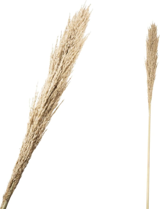 Fluffy grass dried 140cm ( 1 stuk)