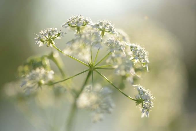 Fotobehang bloeiend Fluitekruid 450 x 260 cm - € 295,--