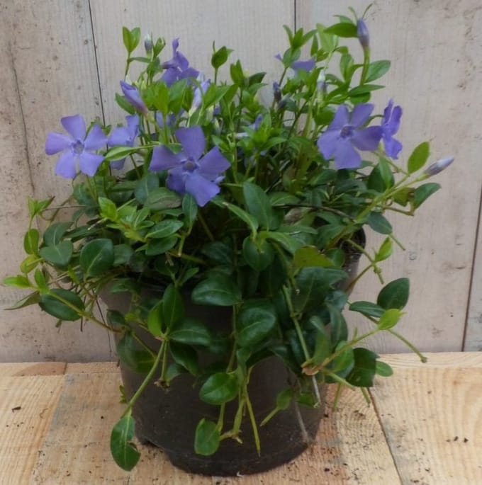 Warentuin natuurlijk - 3 stuks! Vinca Minor blauw