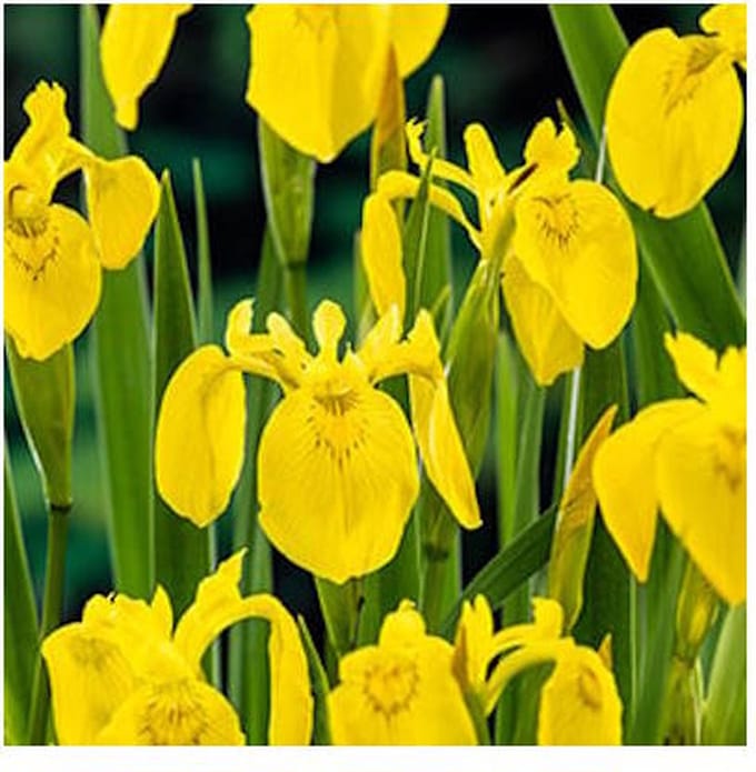 Moerings Iris Pseudacorus | Gele Lis | In 18CM Mand Kant en Klaar