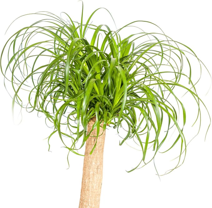 Beaucarnea Recurvata Stam Ø24cm - 80