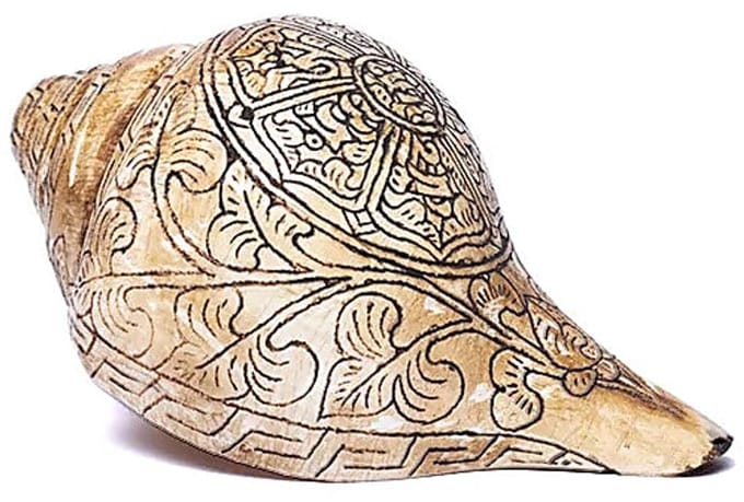 Rituele Witte Trompetschelp OMPMH