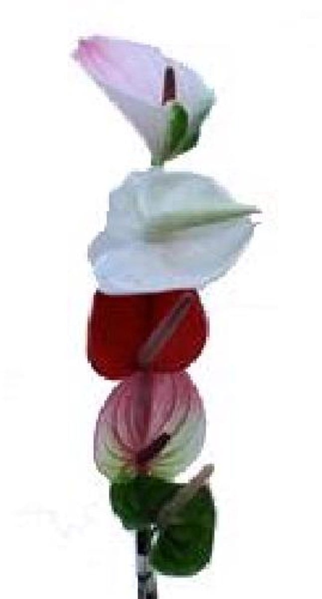 10x Anth.mix var. 10cm