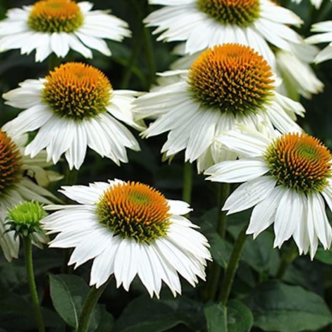 6x Echinacea purp 'Pow Wow White' Pot 9x9cm - Witte Zonnehoed Planten Online Kopen