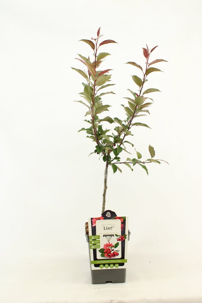 Patio Sierappel - Malus 'Liset' - Sierboom - hoogte 90 - 100 cm