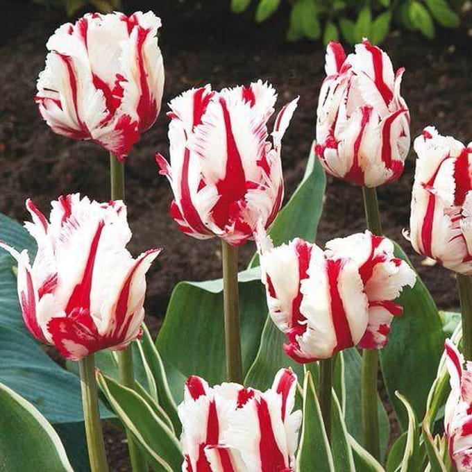 Red Snow Garden Tulpenbollen 10 stuks bolmaat 12+