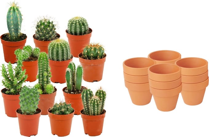 ZynesFlora - Mini Cactus Mix - 12 Stuks - Ø 8,1 cm Terracotta Bloempotten - 5-10 cm