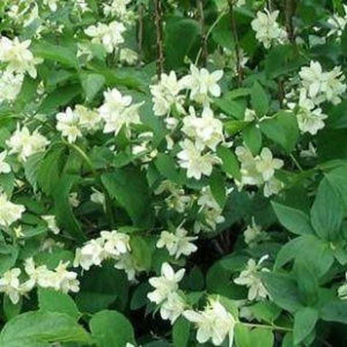 Philadelphus 'Bouquet Blanc' - Boerenjasmijn 50-60 cm in pot