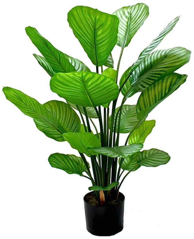Calathea Kunstplant 80cm