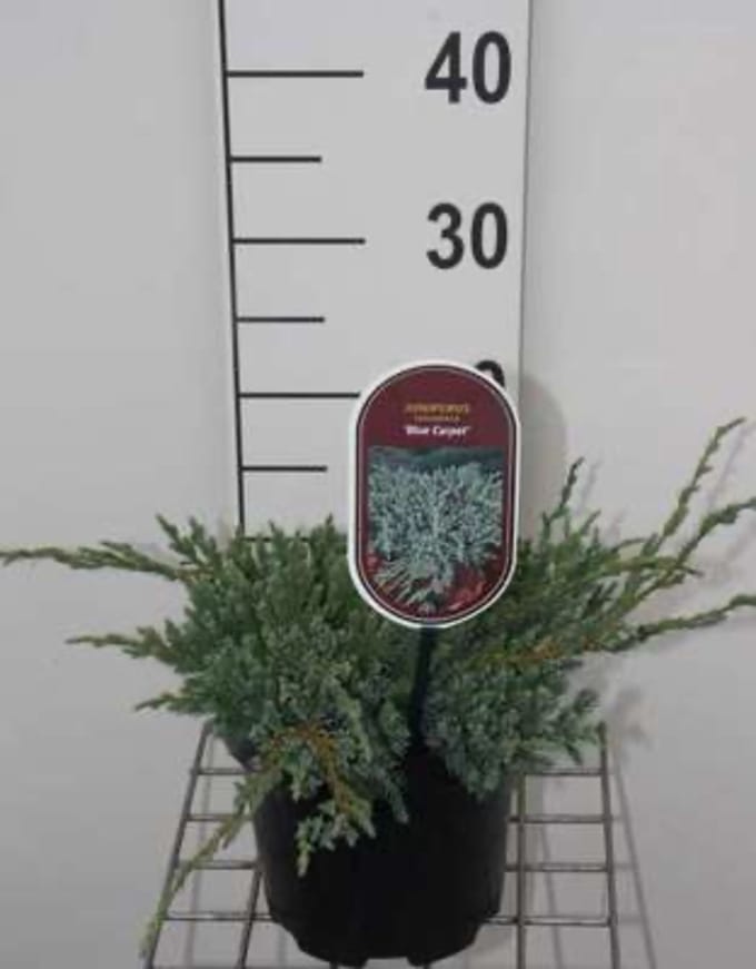 Juniperus squamata 'Blue Carpet' - Himalaya Jeneverbes 25 - 30 cm in pot