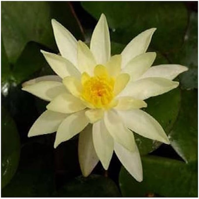 Moerings Nymphaea Sulphurea | Waterlelie | In 3L Mand