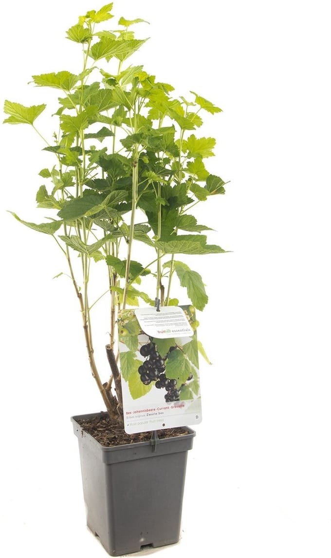 JUNAVERA Ribes nigrum (zwarte bes) | 100 cm hoog | In 18 cm pot | Winterharde bessenstruik voor tuin en moestuin