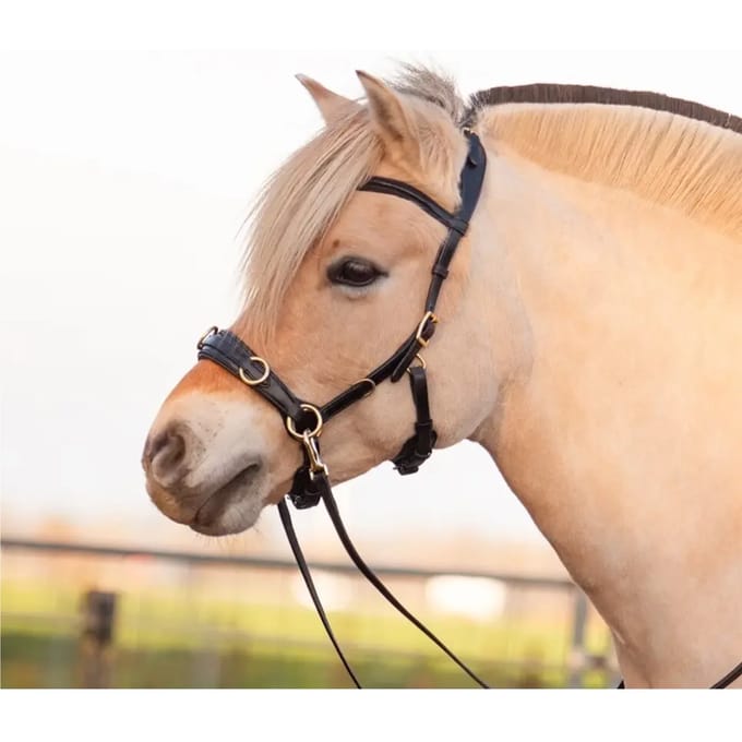 Paardenbox Edix Saddles ED5 Pro