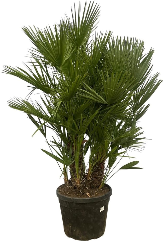 Chamaerops Humilis multi stam - 180 cm - Ø45cm