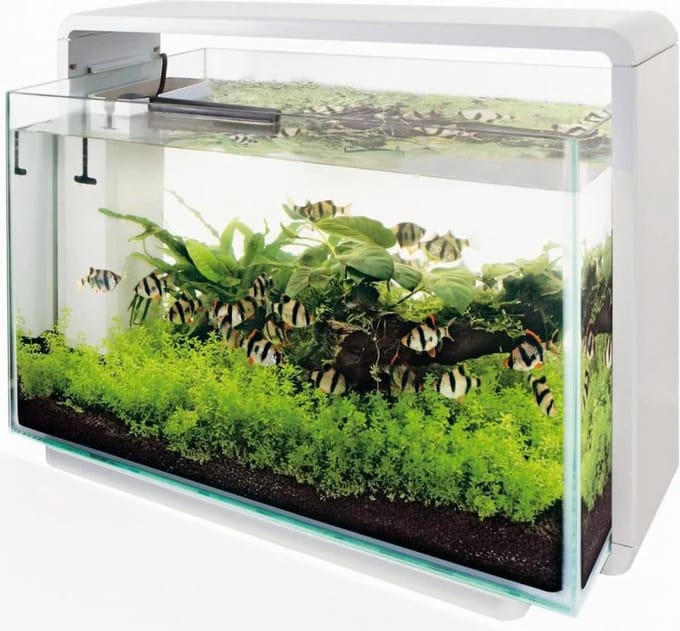 Glazen dekruit home aquarium 80