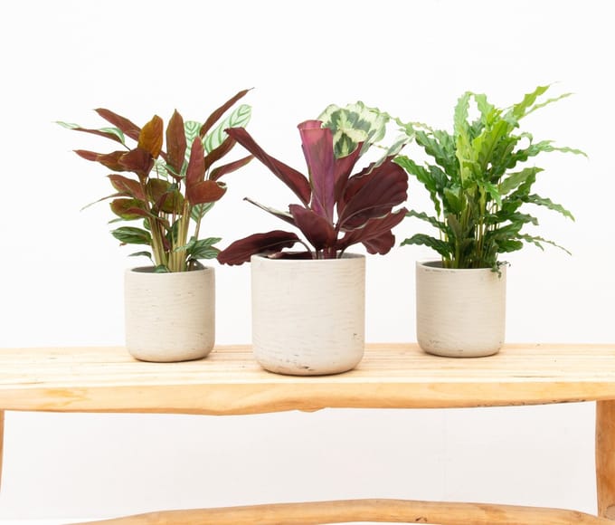 Combideal - Calathea Compactstar + Calathea Shinestar + Calathea Bluegrass