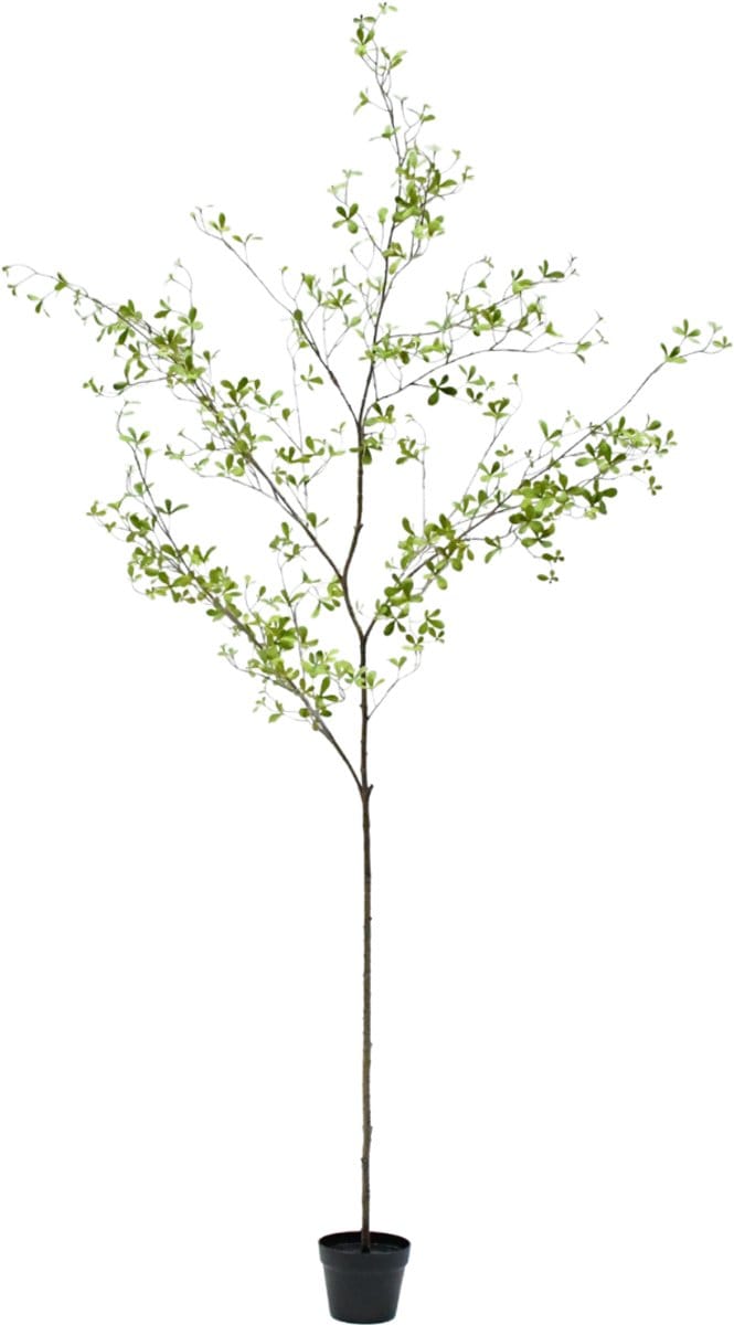 Silk-ka - Kunstplant - bucida - groen - H220 cm