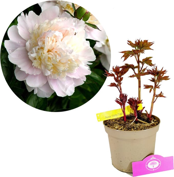 Paeonia lactiflora 'Shirley Temple' - Pioenroos - Hoogte 40cm - 2 liter pot