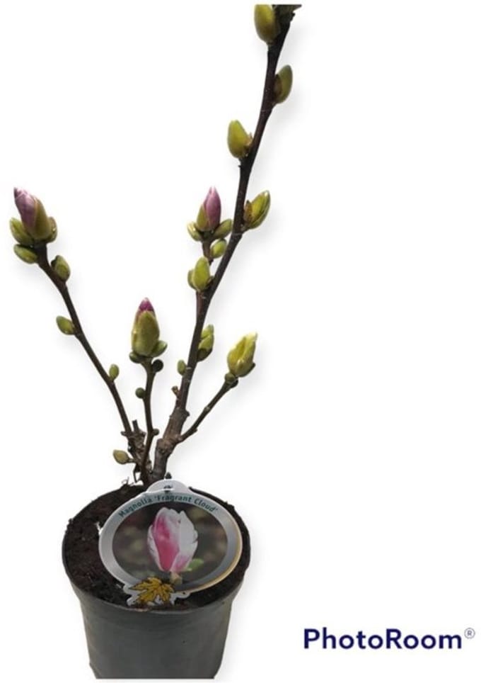 Plants Online BV - Planten - Tuinplanten - Bomen - Set van 1 - Magnolia denudata Fragrant Cloud