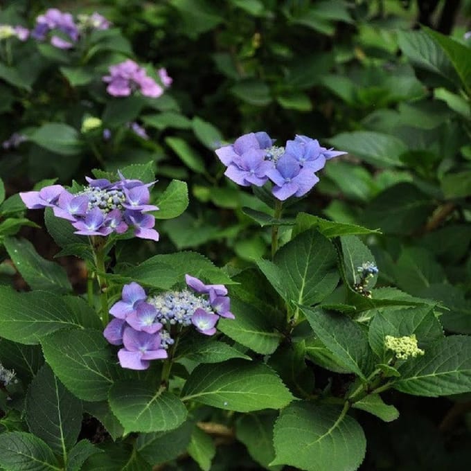 Boerenhortensia - Hydrangea macrophylla 'Blaumeise' 25-30 cm