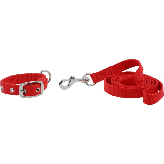 Halsband en lijn voor hond Riding World Oscar