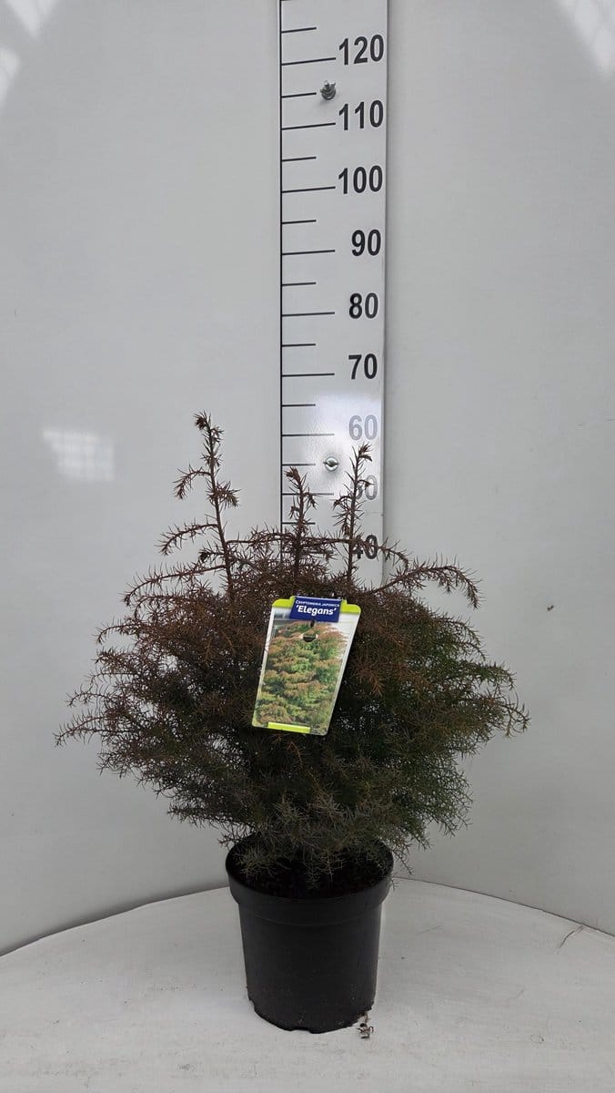 Cryptomeria j. 'Elegans' - Japanse ceder | 40-50 cm pot