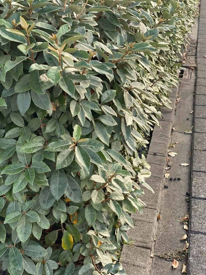 Elaeagnus eb. Compacta - Set van 4 (1 meter haag) - Olijfwilg - Pot 3 Liter 30-40cm - Wintergroen