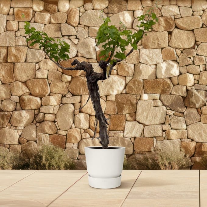 Vertakte druivenboom (Vitis Vinifera), ca. 220 cm hoog