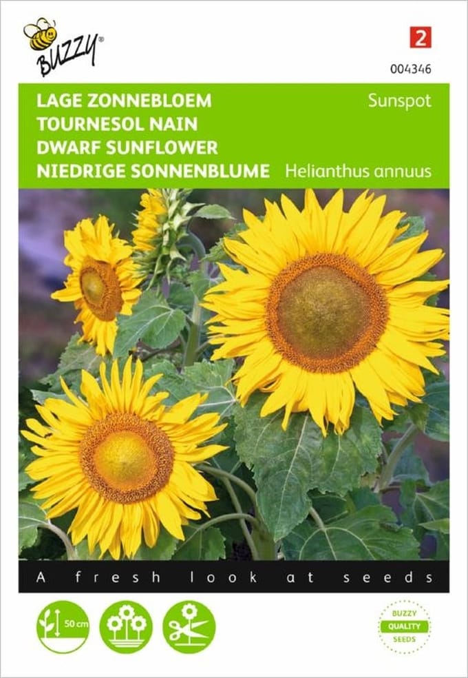 Zonnebloem Sunspot - Helianthus annuus